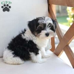 Maverick/Yorkie									Puppy/Male	/July 9th, 2026,Maverick  is one of five in his litter, his approximate adult weight is 4 to 5 pounds