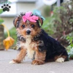Bella/Yorkie									Puppy/Female	/9 Weeks,Bella is an adorable AKC Yorkshire Terrier puppy with a sweet expression, a beautiful soft coat, and a loving personality that is sure to steal your heart. She is playful, affectionate, and enjoys attention, exploring her surroundings, and spending time with the people around her. Her gentle, happy nature makes her a wonderful companion, and she is sure to bring plenty of love, joy, and companionship to her forever family.