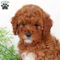 Beauty-F1B/Cavapoo									Puppy/Female	/August 14th, 2026,Beauty is a playful Cavapoo puppy who is so affectionate and sweet! This lovable little one is up to date on shots and de-wormer plus has been seen by a vet. Beauty comes home with a health guarantee provided by the breeder as well. This wiggly pup is family raised and well socialized. Beauty will love being by your side!