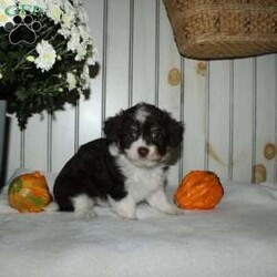 Marcie/Mini Aussiedoodle									Puppy/Female	/8 Weeks,Are you looking for a very small chocolate Aussiedoodle puppy? When Aussiedoodles range in size from tiny and adorable to huge and hyper we want you to know these puppies will be little and managable for their entire life! With a Toy Australian Shepherd as the mother and a Miniature Poodle father these cuties are just what you are looking for in a little Aussiedoodle! Each puppy comes up to date on shots and dewormer and is vet checked. Raised in our home with the mom as our beloved pet each puppy receives love and attention in our home until they join yours! Call us today to learn more! 