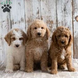 Trenton/Mini Labradoodle									Puppy/Male	/9 Weeks,Meet Trenton! He will be a great addition to your life! He is looking for a loving family to be a part of and will bring joy to you each day! Family raised, up to date on shots and dewormer, and comes with a 1 year genetic health guarantee. He’s socialized with our children, who help care for the puppies!! He comes with a small bag of food, blanket, toy and a collar. Give us a call today! We’re open Monday-Saturday 8-8 and closed on Sundays. Sunday messages will be returned on Monday. Country Echo Pets,  Raymond Lapp Sunbury Pa 17801 Pa License #17927