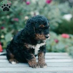 Mabel/Mini Bernedoodle									Puppy/Female	/8 Weeks,Meet these beautiful, loving, fun Mini Bernedoodle puppies! They are family raised and well socialized with children. They will be up to date with all vaccines and are vet checked. The Mothers name is Lacy, she is a 45lb Bernedoodle. The Father’s name is Taco, he is a 35lb Bernedoodle. They will make playful playmates and loyal companions. Call us today to adopt your new family pet!