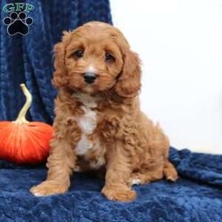 Ace/Cavapoo									Puppy/Male	/10 Weeks,Ace is looking for his forever home. He is an adorable purebred cavapoo with the sweetest friendly, personality. He is played with daily by my children and no one is a stranger to him. Ace does great with going potty outside and loves to please his owner. Ace will stay small and most likely be under 20 pounds, he is only 6 pounds now. He is vet checked, vaccinated, dewormed, and comes with a one year genetic health guarantee. To meet this little cutey and possibly make him a part of your family call or text Casondra, I would love to meet you!