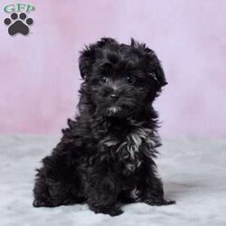 Oreo/Mini Aussiedoodle									Puppy/Male	/12 Weeks,Meet Oreo, an adorable Mini Aussiedoodle puppy who is ready to find his forever home! Oreo has been vet-checked and is up to date on all his shots, so he’s all set to begin his next adventure with his new family. With his cute looks and lovable Mini Aussiedoodle charm, Oreo would make a wonderful addition to a loving home. He’s ready to meet his new family and start making memories together!