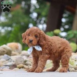 Igor/Mini Goldendoodle									Puppy/Male	/7 Weeks,Hi, I’m Igor! I’m a very cute Mini Goldendoodle puppy with an adorable face, a soft, fluffy coat, and a sweet personality. I’m playful, affectionate, and curious, and I love spending my days exploring, playing with toys, and getting lots of attention. I have a happy and loving nature, and I enjoy being around people and making new friends. With my charming personality and irresistible looks, I’m sure to bring lots of love, fun, and happiness to my forever family!