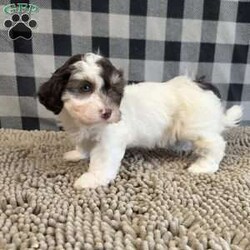 Hank/Havanese									Puppy/Male	/July 15th, 2026,Meet Hank a sweet little ACA Reg. Havanese puppy, Vet checked and shots are up to date.      contact us to make him your own. 