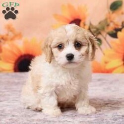 Mia/Cavachon									Puppy/Female	/8 Weeks,Meet Mia, a sweet and cuddly little Cavachon puppy with a playful personality and a heart full of love! This little cutie loves spending time with both adults and children and will be sure to fill your home and heart with lots of love.