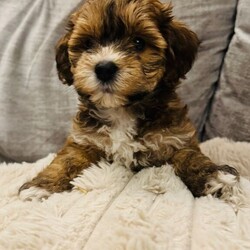 Adopt a dog:The most adorable tiny Maltipoo puppies for sale//Female/NaN,I have three of the most adorable tiny Toy poodle x Maltese terrier puppies looking for their forever homes.