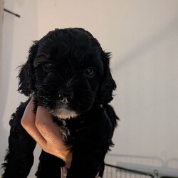 Flb cockapoos//Female/NaN,We had a gorgeous littler of 5 puppies 4that found there forever homes. Only the female left she is a gorgeous girl black and white 