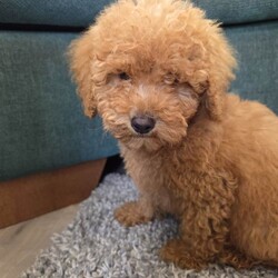 Adopt a dog:Minature poodle GIRL availble!//Female/NaN,One girl availbe for their forever homes this week! Mum and dad are both availble for viewings and are great family pets! Dad is a KC reg poodle and a copie of dads family tree can be given as well as clean clear certified dna. Puppys will come home with a blanket and microchip and vaccine details. They hace been wormed from two weeks old are flea free. Toilet training is almost complete and they are used to baths and blowdrying. Please get in touch if you are seriously intrested.