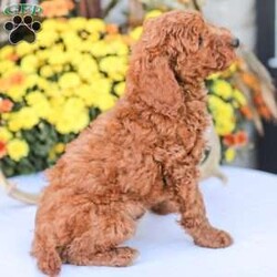 Big Boy/Miniature Poodle									Puppy/Male	/11 Weeks,Meet our happy and Docile Miniature Poodles! These puppies are always so happy and just absolutely love snuggles and pets! 