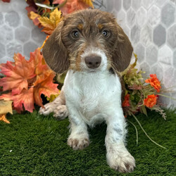 Jade/Dachshund/Female/