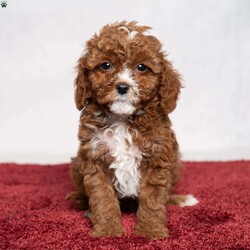 Colton/Cavapoo									Puppy/Male	/10 Weeks,Meet Colton! He is a handsome guy also with a nice patch of white on his throat and chest. He is ready to be your best friend! He will bring a smile to your face when you come home after a long day at work or will be happy to wake you up with puppy kisses! 