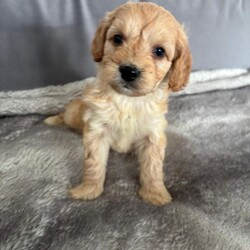 Adopt a dog:Cockapoo puppies //Female/NaN,Our gorgeous girl biscuit has had a beautiful litter of puppies, 1 girl and 2 boys to choose from. They are very playful with our children and are used to household noises. They are wormed and fleed up to date and have been microchipped.