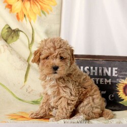 Archer/Maltipoo									Puppy/Male	/9 Weeks