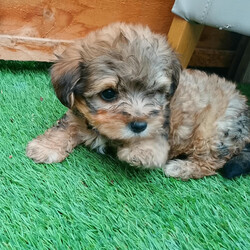 Yorkepoo Male and Female very miniature breed//Female/NaN,I have very fluffy, very gorgeous puppies, 2x Female, 2x Male.