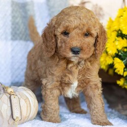 Prince/Mini Goldendoodle									Puppy/Male	/August 28th, 2026