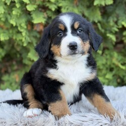 Zoey/Bernese Mountain Dog									Puppy/Female	/7 Weeks,Meet Zoey, She’s such a fluffy,sweet cuddle bug:) Has an amazing temperament!  loves to play with the kids so is very playful and kid friendly,but then also has a chill/cuddly side making her. The best of both worlds;) She really will make a great addition to any family…