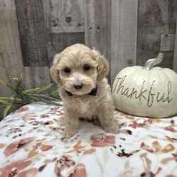 Max/Maltipoo									Puppy/Male	/9 Weeks,Say Hello to this dashing cute Maltiepoo! Max is super cute and will steal your heart! He is up to date with his vaccinations and dewormer and has been vet checked  plus comes with a health guarantee. Call or message today to make him forever yours. Estimated adult weight 7-10lbs. License #4185