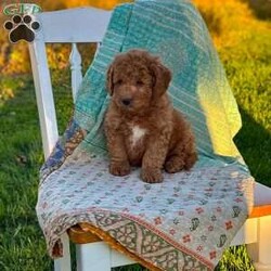 Charlie/Mini Goldendoodle									Puppy/Male	/August 20th, 2026,Charlie is a beautiful f1b goldendoodle who has been family raised, grown up around cats and other dogs. Charlie loves to play with kids and running around outside chasing his tail and our kittens. 