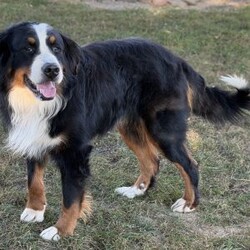 Zoey/Bernese Mountain Dog									Puppy/Female	/7 Weeks,Meet Zoey, She’s such a fluffy,sweet cuddle bug:) Has an amazing temperament!  loves to play with the kids so is very playful and kid friendly,but then also has a chill/cuddly side making her. The best of both worlds;) She really will make a great addition to any family…