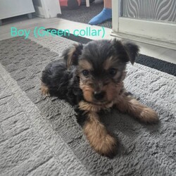 Adopt a dog:  Mini Yorkshire Terrier Puppies For Sale //Female/NaN,Beautiful litter of 5 Yorkshire Terrier puppies, 1 girl and 4 boys, born 26th August to our much loved Fifi.