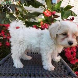 Tanner/Maltipoo									Puppy/Male	/August 20th, 2026,Come meet Tanner,  a sweet, fluffy little ball of fun! He’d love to meet you and go home with you.  He is very friendly,  playful and adorable,  excellent with children,  family raised.  He has been around cats and other pets. Mother is a miniature Poodle,  and available for you to meet,  Father is a Maltese.  These puppies are vet checked and up to date with shots and wormer.  Call today for more details. 