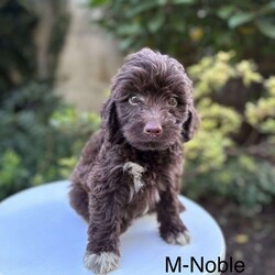Noble/Mini Aussiedoodle									Puppy/Male	/13 Weeks,To contact the breeder about this puppy, click on the “View Breeder Info” tab above.