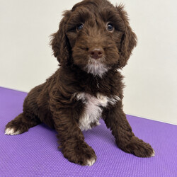 Adopt a dog:Miniature springerdoodle last chocolate boy//Female/NaN,A springerdoodle is a mix of two popular breeds – the springer spaniel and the poodle. Both breeds are bred for their low-shedding to non-shedding coats, which make them ideal for people with allergies. Mums our beautiful springer spaniel dad’s a lovely kc reg miniature poodle. Puppy’s are absolutely adorable with the best personalities and so loving. Come wormed , fleaed and microchipped