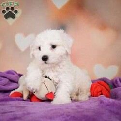 Carl/Bichon Frise									Puppy/Male	/10 Weeks,Are you Looking for an Awesome Friend? This puppy could be just that! We would love to speak with you on how to adopt this wonderful youngster! Please call or text so we can arrange an appointment. This puppy is up to date on shots and wormer and will be ready for your home at 8 weeks old. Shipping is available We hope to hear from you soon!!!
