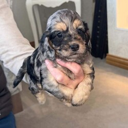 Merle Cockapoos //Female/NaN,Our beautiful merle cocker spaniel cookie has had 5 beautiful puppies 4 boys 1 girl £1500 for Merle pups and £1000 for chocolate pups they will be flead wormed and microchipped only 1 Merle boys left and 1 Merle girl 