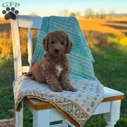Charlie/Mini Goldendoodle									Puppy/Male	/August 20th, 2026,Charlie is a beautiful f1b goldendoodle who has been family raised, grown up around cats and other dogs. Charlie loves to play with kids and running around outside chasing his tail and our kittens. 