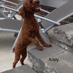 Homer/Toy Poodle									Puppy/Male	/7 Weeks,To contact the breeder about this puppy, click on the “View Breeder Info” tab above.