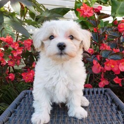 Tanner/Maltipoo									Puppy/Male	/August 20th, 2026,Come meet Tanner,  a sweet, fluffy little ball of fun! He’d love to meet you and go home with you.  He is very friendly,  playful and adorable,  excellent with children,  family raised.  He has been around cats and other pets. Mother is a miniature Poodle,  and available for you to meet,  Father is a Maltese.  These puppies are vet checked and up to date with shots and wormer.  Call today for more details. 