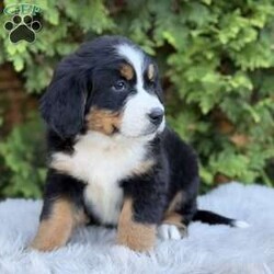 Zoey/Bernese Mountain Dog									Puppy/Female	/7 Weeks,Meet Zoey, She’s such a fluffy,sweet cuddle bug:) Has an amazing temperament!  loves to play with the kids so is very playful and kid friendly,but then also has a chill/cuddly side making her. The best of both worlds;) She really will make a great addition to any family…