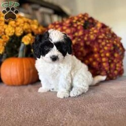 Pirate/Maltipoo									Puppy/Male	/8 Weeks,Meet our Maltipoo puppy! Our goal is to raise happy and healthy puppies! Each puppy is well socialized and played with daily by our children! This puppy is up to date on all vaccines and dewormer! It will come with vet papers and a 1 year health guarantee. Each puppy comes with its own collar, leash and blanket! Call or text to reserve this cuddly pup!