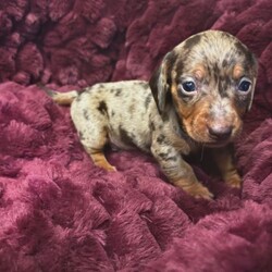Adopt a dog:Miniature Dachsund puppies //Female/NaN,Our lovely family pet gave birth to this amazing litter of 6 puppies on the 11/09/2026