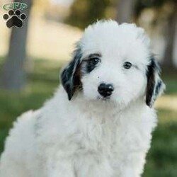 Simba/Mini Bernedoodle									Puppy/Male	/7 Weeks,Meet these beautiful, playful, lovable Mini Bernedoodle puppies! They are family raised with lots of love and care & are well socialized with children. They will be vet checked and up to date with all vaccines. The father’s name is Taco, he is a minI Bernedoodle. The mother’s name is Dolly, she is a Mini Bernedoodle. These adorable pups will make the cutest family pet and loyal companion!
