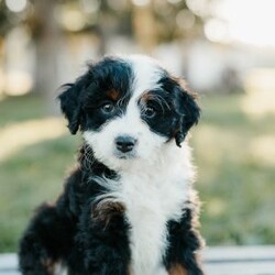 Teddy/Mini Bernedoodle									Puppy/Male	/8 Weeks,Meet these beautiful, playful, lovable Mini Bernedoodle puppies! They are family raised with lots of love and care & are well socialized with children. They will be vet checked and up to date with all vaccines. The father’s name is Taco, he is a minI Bernedoodle. The mother’s name is Tina, she is a Mini Bernedoodle. These adorable pups will make the cutest family pet and loyal companion!