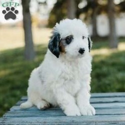 Simba/Mini Bernedoodle									Puppy/Male	/7 Weeks,Meet these beautiful, playful, lovable Mini Bernedoodle puppies! They are family raised with lots of love and care & are well socialized with children. They will be vet checked and up to date with all vaccines. The father’s name is Taco, he is a minI Bernedoodle. The mother’s name is Dolly, she is a Mini Bernedoodle. These adorable pups will make the cutest family pet and loyal companion!